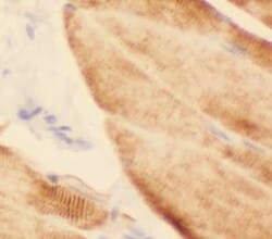 GEFT Antibody (7A1), Novus Biologicals 100 &mu;g; Unconjugated:Antibodies,