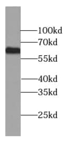 GEFT Antibody (7A1), Novus Biologicals 100 &mu;g; Unconjugated:Antibodies,