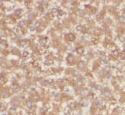 Membrin Antibody (8G6), Novus Biologicals 100 &mu;g; Unconjugated:Antibodies,