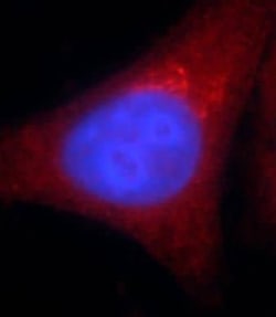 alcohol dehydrogenase 5 Antibody (3E7), Novus Biologicals 100 &mu;g; Unconjugated:Anticuerpos