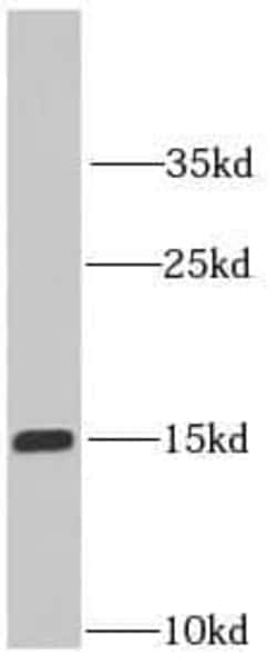 IFITM2 Antibody (9C2), Novus Biologicals 100 &mu;g; Unconjugated:Antikörper