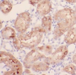 IFT88 Antibody (2B2), Novus Biologicals 100 &mu;g; Unconjugated:Antibodies,