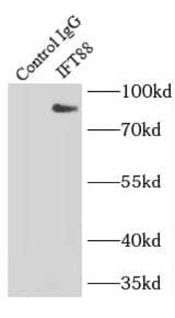 IFT88 Antibody (2B2), Novus Biologicals 100 &mu;g; Unconjugated:Antibodies,