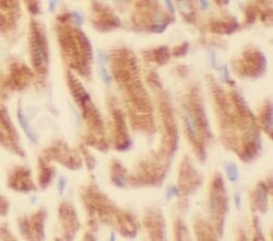 IGBP1 Antibody (6E3), Novus Biologicals 100 &mu;g; Unconjugated:Antibodies,