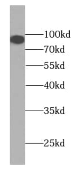 KIFAP3 Antibody (0H5), Novus Biologicals 100 &mu;g; Unconjugated:Antibodies,