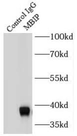MAP3K12 binding inhibitory protein 1 Antibody (8G3), Novus Biologicals