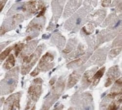 MAP3K12 binding inhibitory protein 1 Antibody (8G3), Novus Biologicals