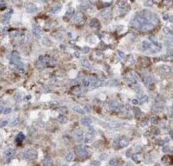 MMS19 like protein Antibody (6H1), Novus Biologicals 100 &mu;g; Unconjugated:Antibodies,