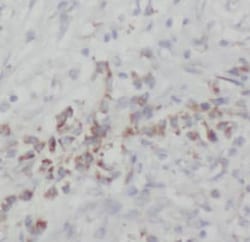 NOB1 Antibody (8G0), Novus Biologicals 100 &mu;g; Unconjugated:Antikörper