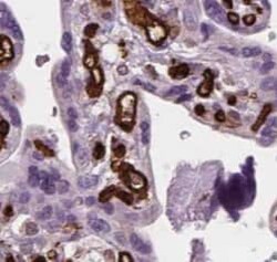 NTF2 Antibody (5C7), Novus Biologicals 100 &mu;g; Unconjugated:Antibodies,