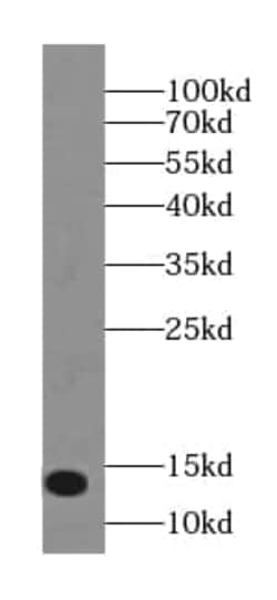 NTF2 Antibody (5C7), Novus Biologicals 100 &mu;g; Unconjugated:Antibodies,