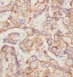 P4HA1 Antibody (4F1), Novus Biologicals 100 &mu;g; Unconjugated:Antibodies,