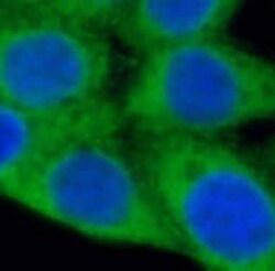 P4HA1 Antibody (4F1), Novus Biologicals 100 &mu;g; Unconjugated:Antibodies,