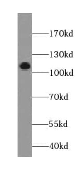 EGFLAM Antibody (5A5), Novus Biologicals 100 &mu;g; Unconjugated:Antibodies,