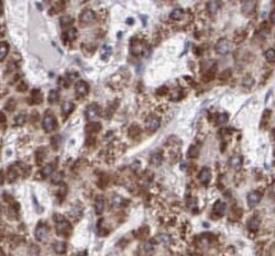 RPL3 Antibody (3F3), Novus Biologicals 100 &mu;g; Unconjugated:Antibodies,