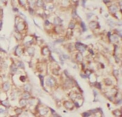 EXOC2 Antibody (0H2), Novus Biologicals 100 &mu;g; Unconjugated:Antibodies,