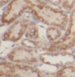 TEL2 Antibody (8B6), Novus Biologicals 100 &mu;g; Unconjugated:Antikörper