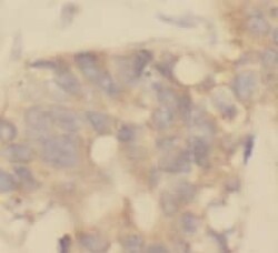 TRUSS Antibody (1C0), Novus Biologicals 100 &mu;g; Unconjugated:Antibodies,