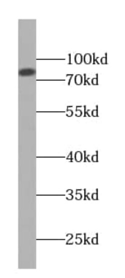 TRUSS Antibody (1C0), Novus Biologicals 100 &mu;g; Unconjugated:Antibodies,