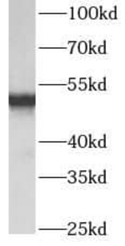 ATPB Antibody (5B3), Novus Biologicals 100 &mu;g; Unconjugated:Antibodies,