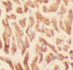 ATPB Antibody (5B3), Novus Biologicals 100 &mu;g; Unconjugated:Antibodies,