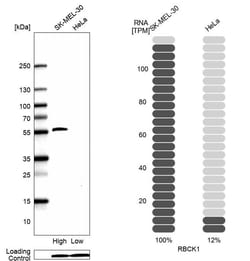 RBCK1 Antibody (CL4290) [Unconjugated], Novus Biologicals 100 &mu;L; Unconjugated:Antibodies,