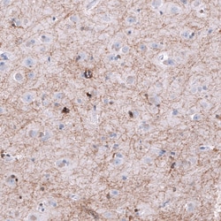 OPALIN Antibody (CL11142) [Unconjugated], Novus Biologicals 100 &mu;L;