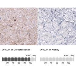 OPALIN Antibody (CL11142) [Unconjugated], Novus Biologicals 100 &mu;L;