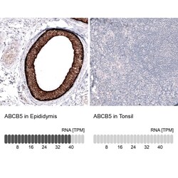 ABCB5 Antibody (CL13618) [Unconjugated], Novus Biologicals 25 &mu;L; Unconjugated:Antibodies,