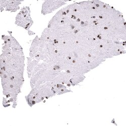 LHX9 Antibody (CL15043) [Unconjugated], Novus Biologicals 25 &mu;L; Unconjugated:Antibodies,