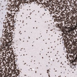 LHX9 Antibody (CL15043) [Unconjugated], Novus Biologicals 25 &mu;L; Unconjugated:Antibodies,