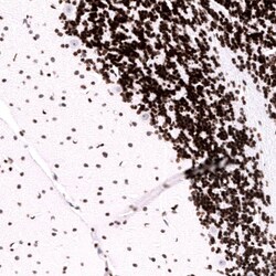 LHX9 Antibody (CL15043) [Unconjugated], Novus Biologicals 25 &mu;L; Unconjugated:Antibodies,