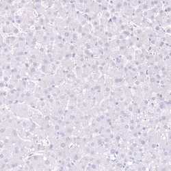 Parvalbumin Antibody (CL15070) [Unconjugated], Novus Biologicals 100 &mu;L;