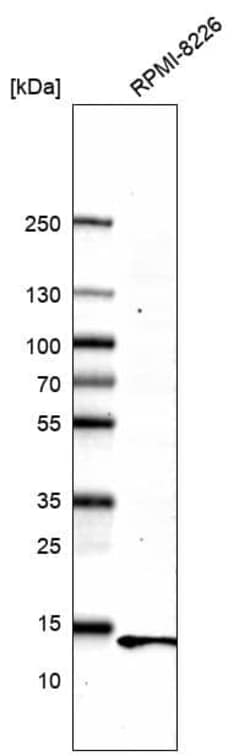 Parvalbumin Antibody (CL15072) [Unconjugated], Novus Biologicals:Antibodies:Primary