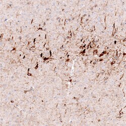 Nociceptin Antibody (CL15085) [Unconjugated], Novus Biologicals 25 &mu;L;