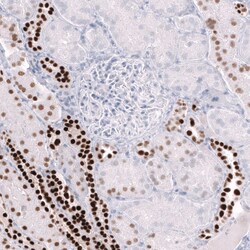 POU3F3 Antibody (CL15302) [Unconjugated], Novus Biologicals 100 &mu;L;