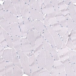 POU3F3 Antibody (CL15302) [Unconjugated], Novus Biologicals 100 &mu;L;