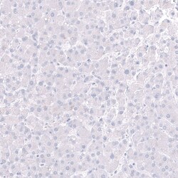 POU3F3 Antibody (CL15302) [Unconjugated], Novus Biologicals 100 &mu;L;