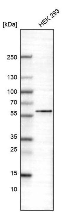 POU3F3 Antibody (CL15302) [Unconjugated], Novus Biologicals 100 &mu;L;