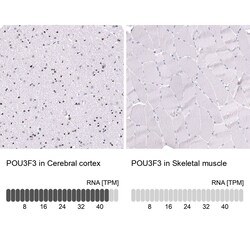 POU3F3 Antibody (CL15302) [Unconjugated], Novus Biologicals 100 &mu;L;