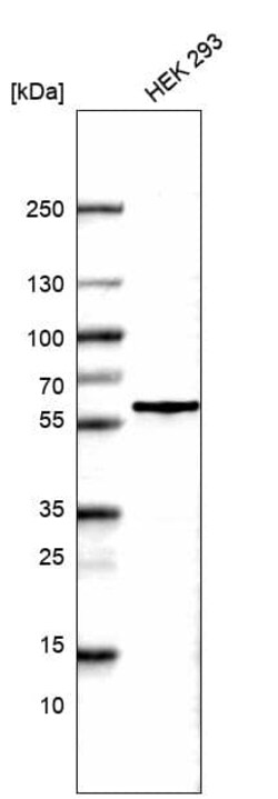 POU3F3 Antibody (CL15308) [Unconjugated], Novus Biologicals 100 &mu;L;