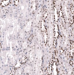 POU3F3 Antibody (CL15308) [Unconjugated], Novus Biologicals 100 &mu;L;