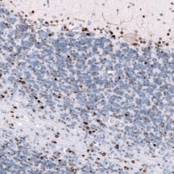 POU3F3 Antibody (CL15308) [Unconjugated], Novus Biologicals 100 &mu;L;