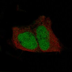 POU3F3 Antibody (CL15308) [Unconjugated], Novus Biologicals 100 &mu;L;