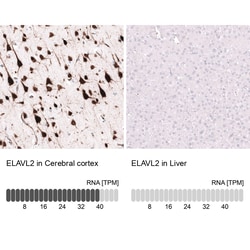 ELAVL2 Antibody (CL15329) [Unconjugated], Novus Biologicals 25 &mu;L; Unconjugated:Antibodies,