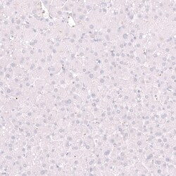 ELAVL2 Antibody (CL15329) [Unconjugated], Novus Biologicals 25 &mu;L; Unconjugated:Antibodies,