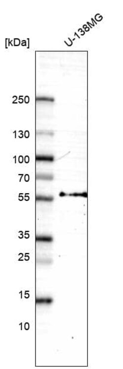 Inhibin beta A Antibody (CL15357) [Unconjugated], Novus Biologicals 100