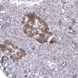 Nectin-3/PVRL3 Antibody (CL15366) [Unconjugated], Novus Biologicals:Antibodies:Primary