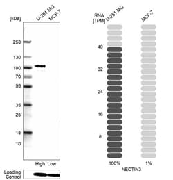 Nectin-3/PVRL3 Antibody (CL15366) [Unconjugated], Novus Biologicals:Antibodies:Primary
