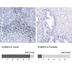 EOMES Antibody (CL15425) [Unconjugated], Novus Biologicals 25 &mu;L; Unconjugated:Antibodies,